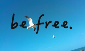 free Bird seagull beach sky