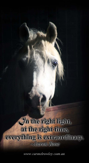 An excerpt from “Tails Carried High”