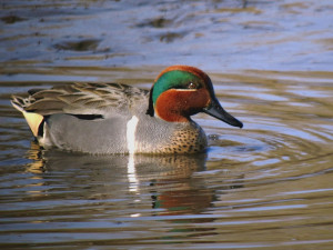Green Winged Teal Duck