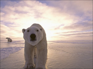 Sun Rising Behind Polar Bears