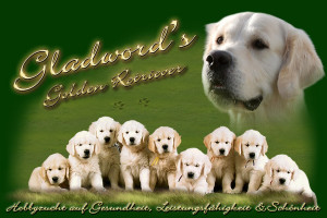 Related Pictures the golden retriever the golden years a pet owner s ...