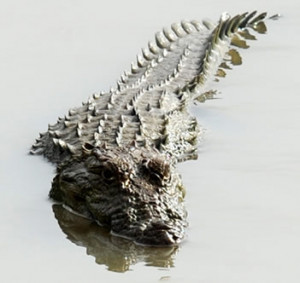 Long-forgotten remains of a long-forgotten species, have been ...