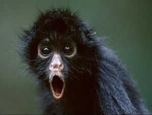 Top 16 Funny Monkeys Pictures & Monkey Face Pictures