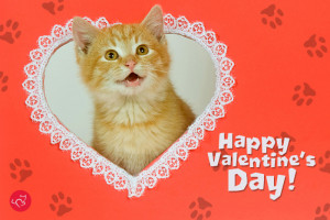 ... valentines day kitty happy valentines day to all happy valentines day