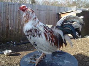 Re: Old English Game