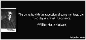 The puma is, with the exception of some monkeys, the most playful ...