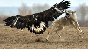 Eagle wolf spirit mythical black wild pack HD Wallpaper