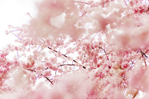 ... tree japan beautiful flower pink nature spring cherry blossoms