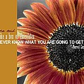 Sunflower Quote Canvas Print