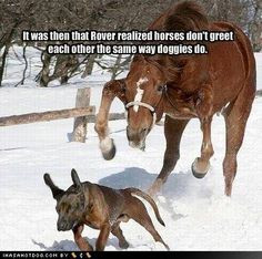 ... lesson-about-horses.jpg Laughing, Puppies, Horses, Dogs Breeds, Funny