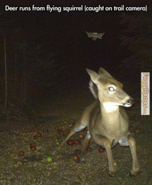 Funny memes – [Deer runs from flying squirrel]