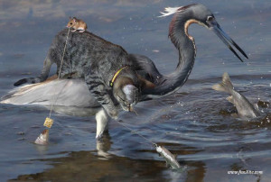 Not Anti Govt But Corruption