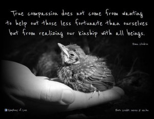 compassion does not come from wanting to help out those less fortunate ...