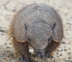 Armadillo Pictures, Images