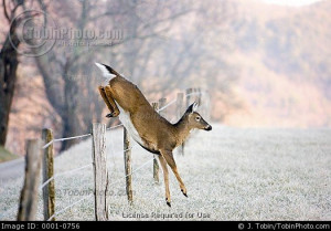 Deer Jumping Fence