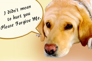 Didn’t Mean To Hurt You Please Forgive Me Dog Graphic