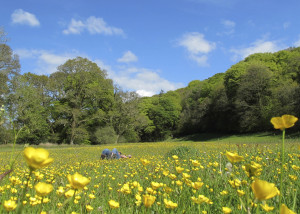 Today we have beautiful blue sky and sunshine in England – well in ...