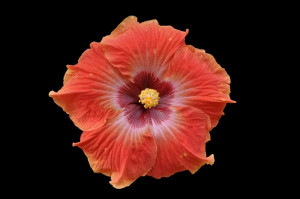 cosmic ray hibiscusGardens Ideas, Tropical Beautyorchid, Cosmic Ray ...