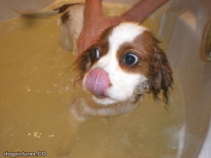 Dog Bath Time Funny Animal