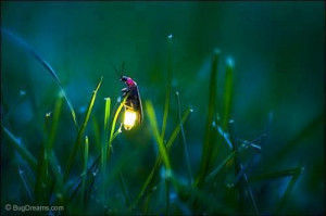 Firefly (aka Lightning Bug)
