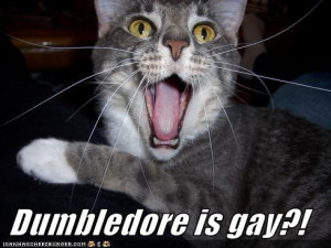 Funny cat – Dumbledore is gay