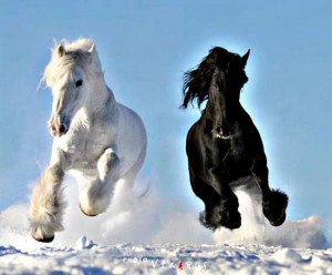 ... Photos / Awesome Horses Photo Collection / Awesome Horses HD Wallpaper