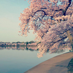 The cherry trees around the National Mall of Washington, D.C., in peak ...