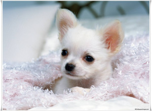 Cute White Chihuahua, Pictures, Photos, HD Wallpapers