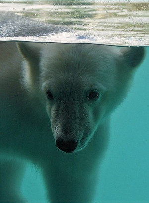 Save the Polar Bears!