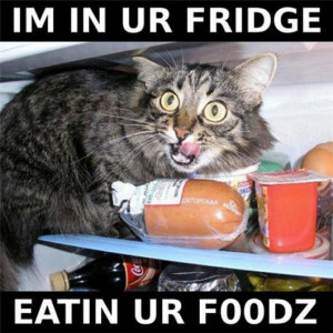 ... funny pictures, funny photos, 12 Cats In Your Fridge Eating Your Food