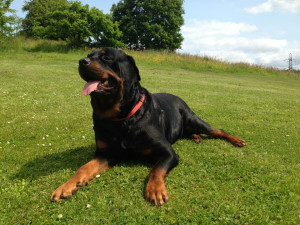rottweiler for stud 250 posted 1 year ago for stud dogs rottweiler