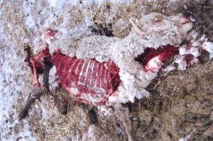 Like man, wolves kill for sport.