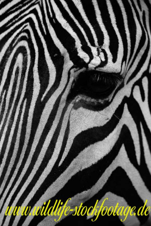 Zebra Stripes Bytes
