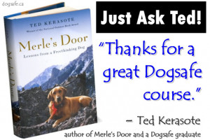 Dogsafe is the premier provider of canine first aid and safety