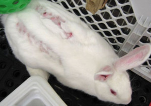 Animal Testing Rabbits Horse Experimentation