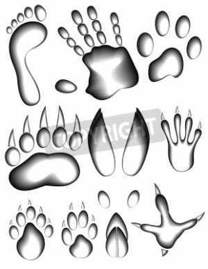 Animal And Human Footprints...