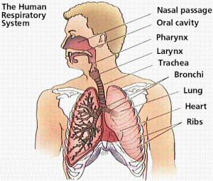 The human respiratory system. Image fromPurves et al., Life: The ...
