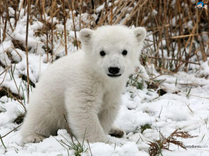 Polar Bears 1024x768 Wallpaper # 14