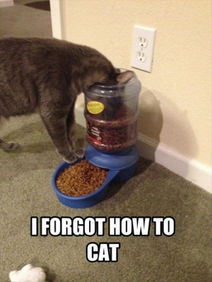 These memes also show cats who lost track of key feline tactics, like ...