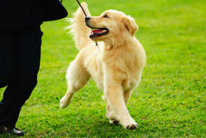 Dog Training Canine Advice Tips...