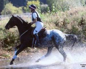 Discuss Appaloosa stallions! at the Horse Breeding forum - Horse ...