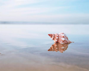 Beautiful Shells On The Beach All the beautiful shells