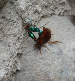 Emerald Cockroach Wasp