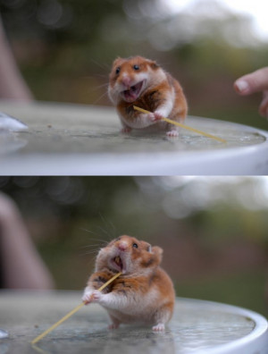 cute fluffy food animal hamster