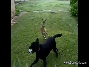 Dog Deer Run Play Large