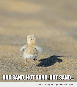 cute baby chick running hot sand animal chicken funny pics pictures ...