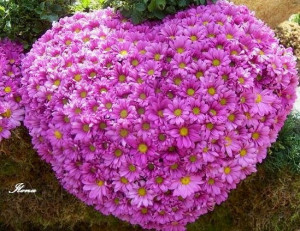 Heart of daisies image via Colorfull at www.Facebook.com/colorfullss