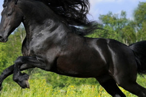 Black Horse in Spring Pictures