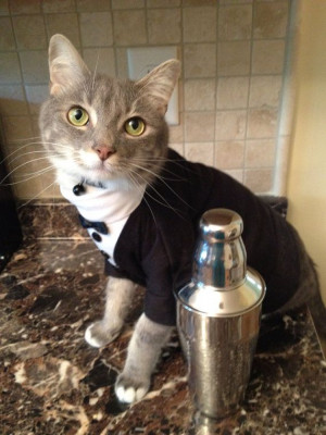 ... Cats, Cats Tuxedos, Cats Clothing For Cats, Outfit Cats, Catcloth