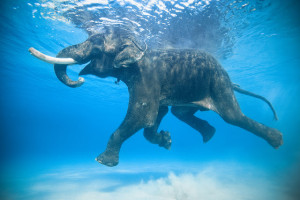 Andaman Island's Rajan: Ocean-Swimming Elephant